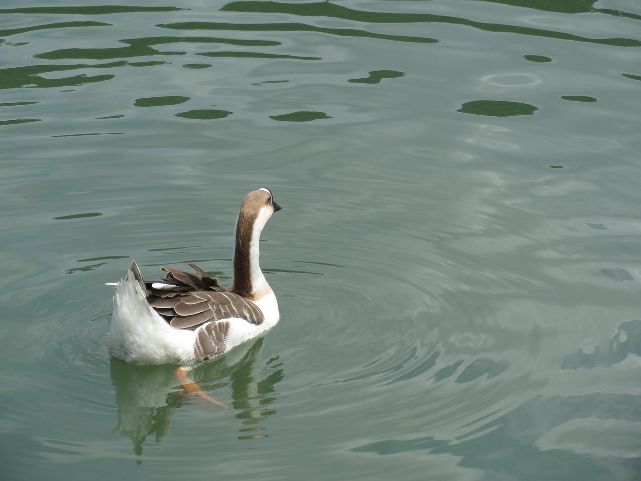 waters bird lake free photo