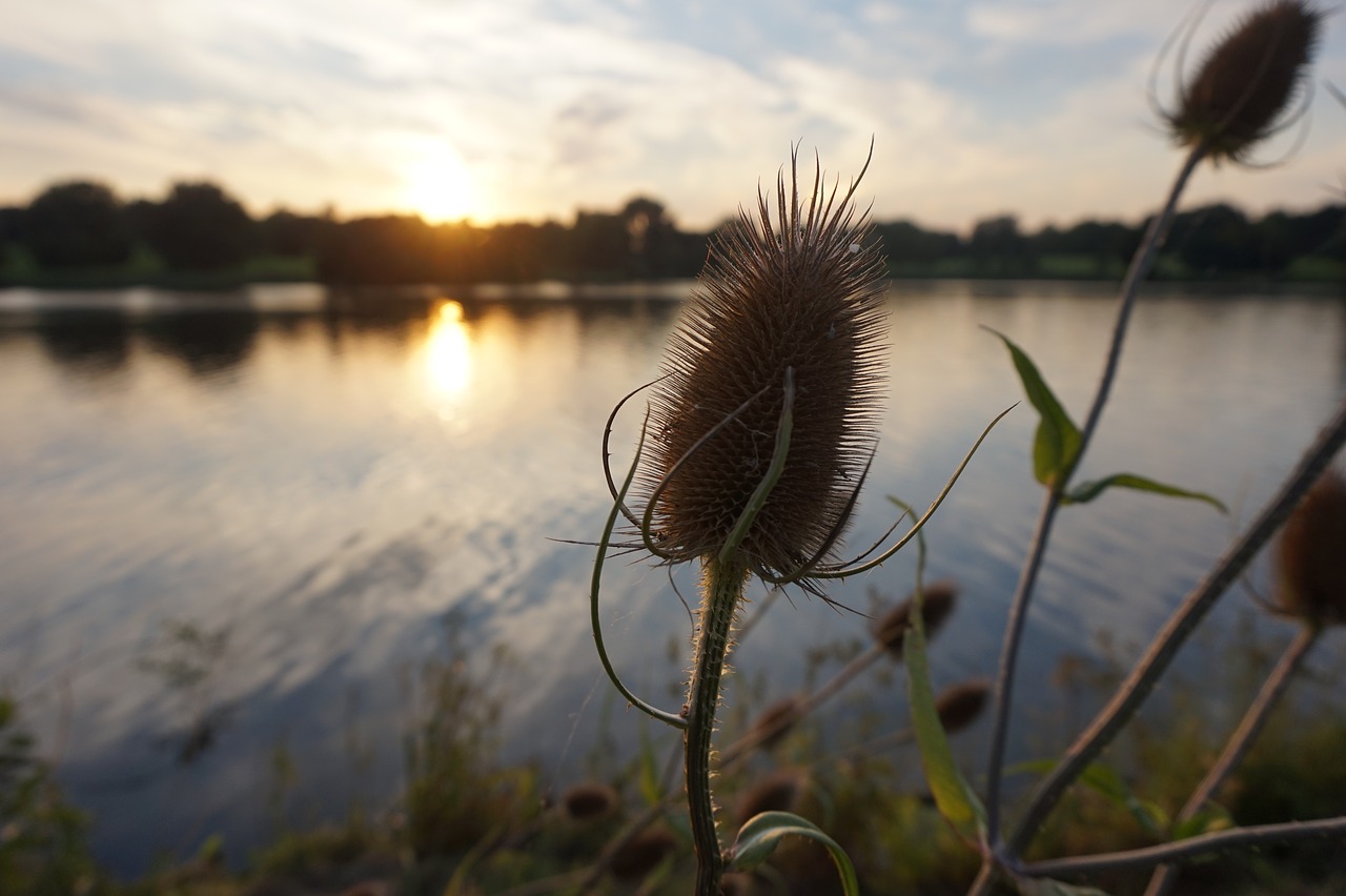 waters nature grass free photo