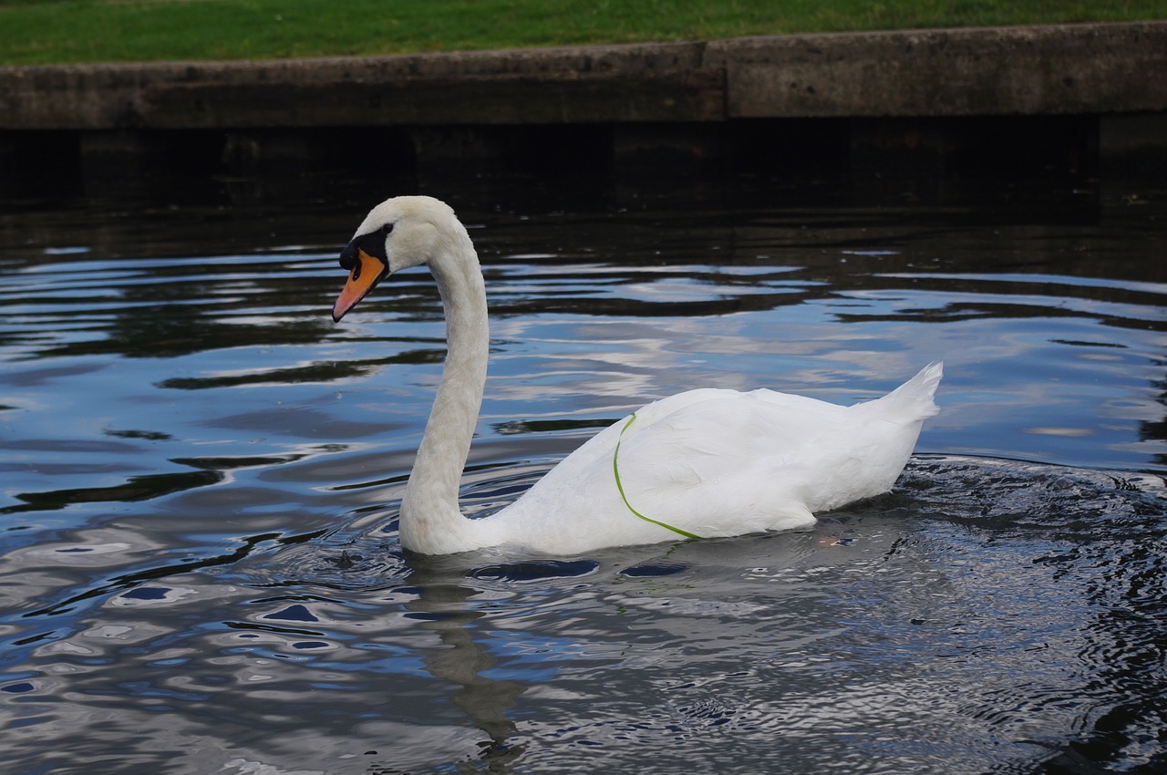 waters pond lake free photo