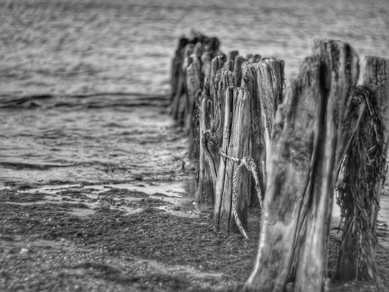 waters black and white photography ocean free photo