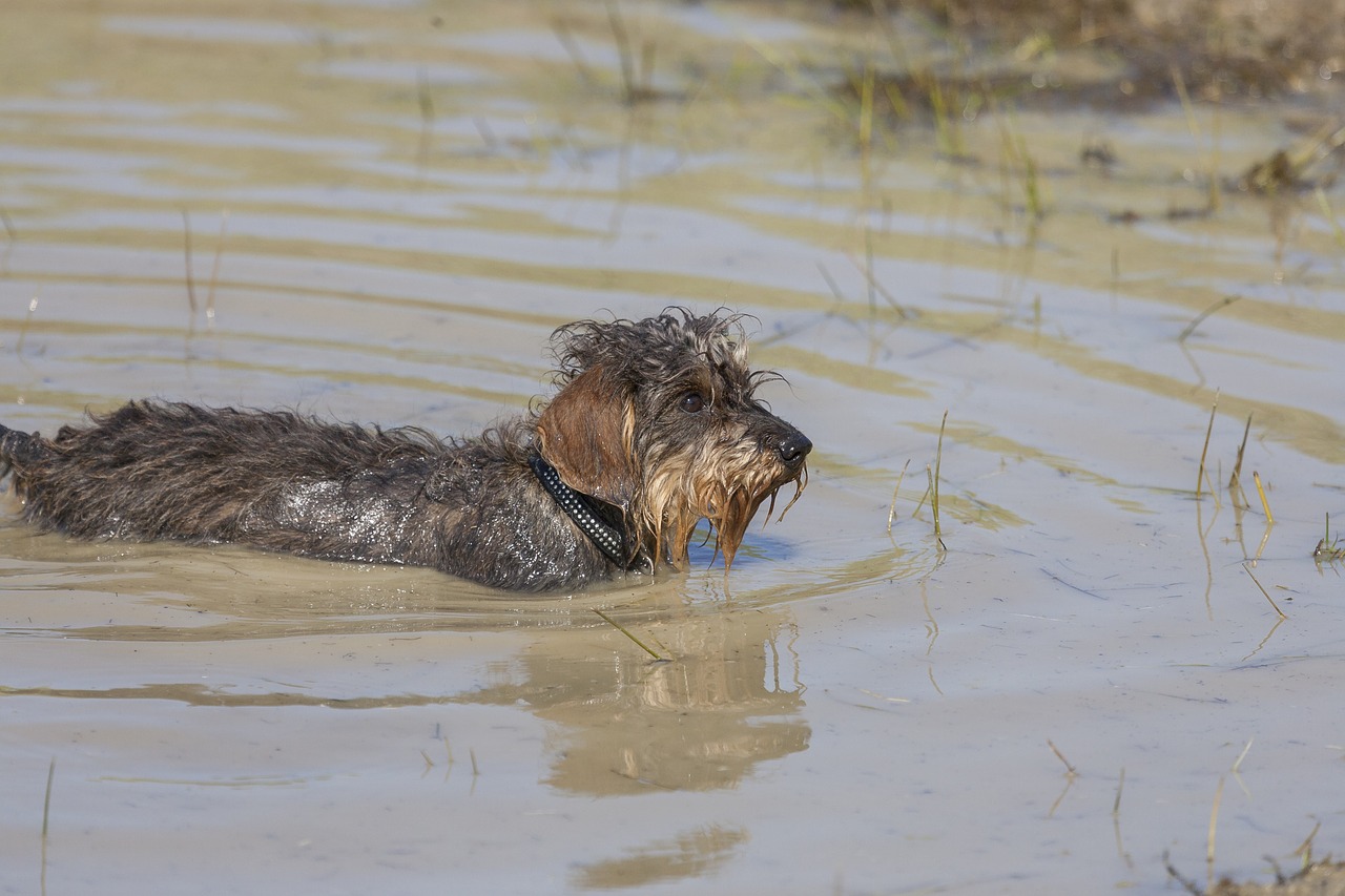 waters animal puddle free photo