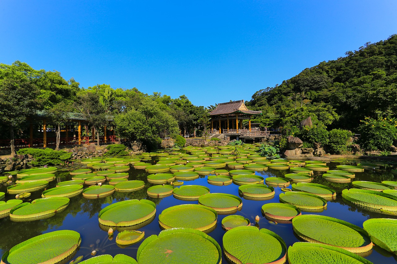 waters pond tropical free photo