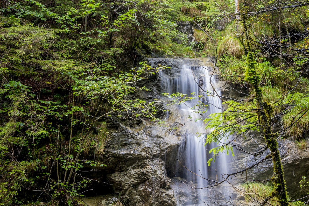 waters nature wood free photo