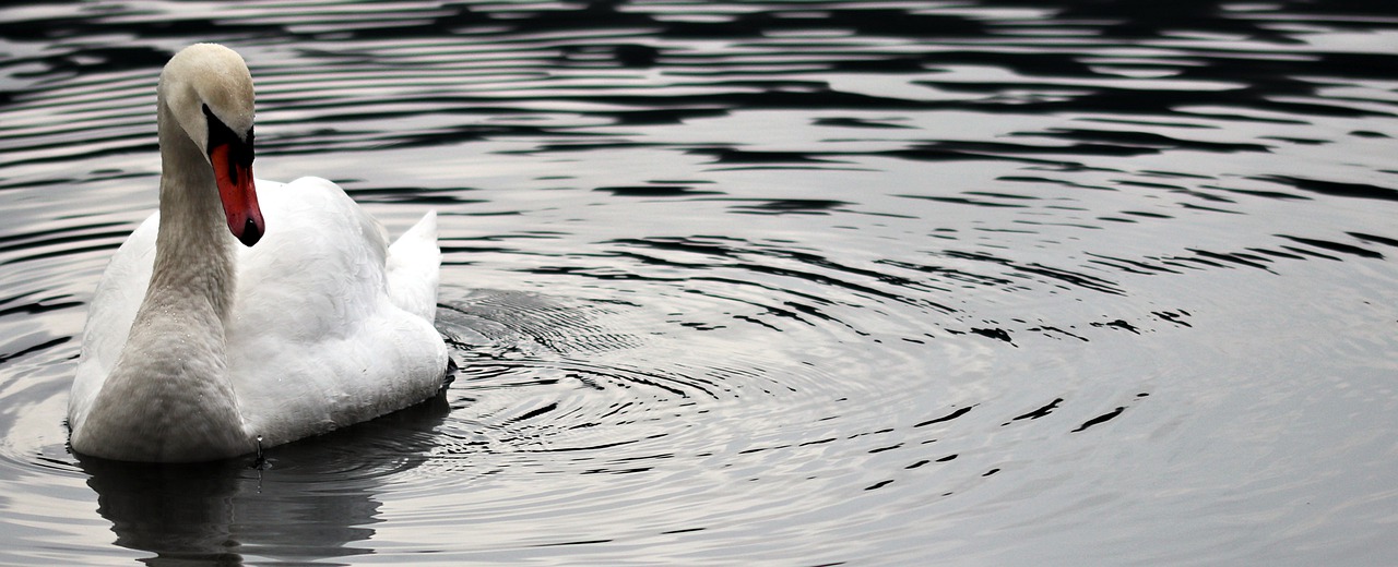 waters nature reflection free photo