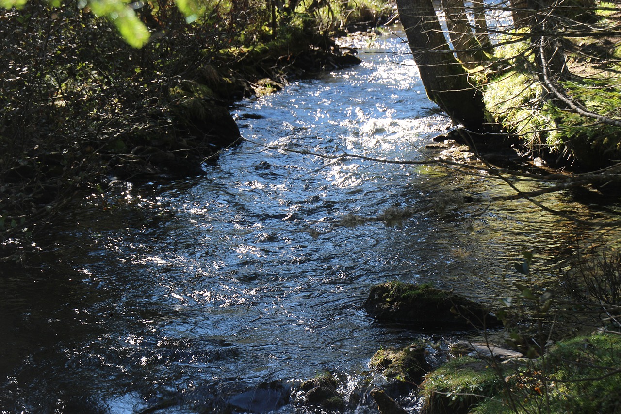 waters nature river free photo