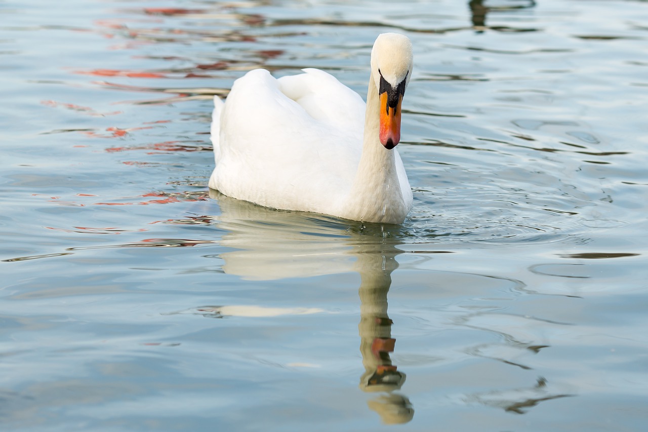 waters bird puddle free photo