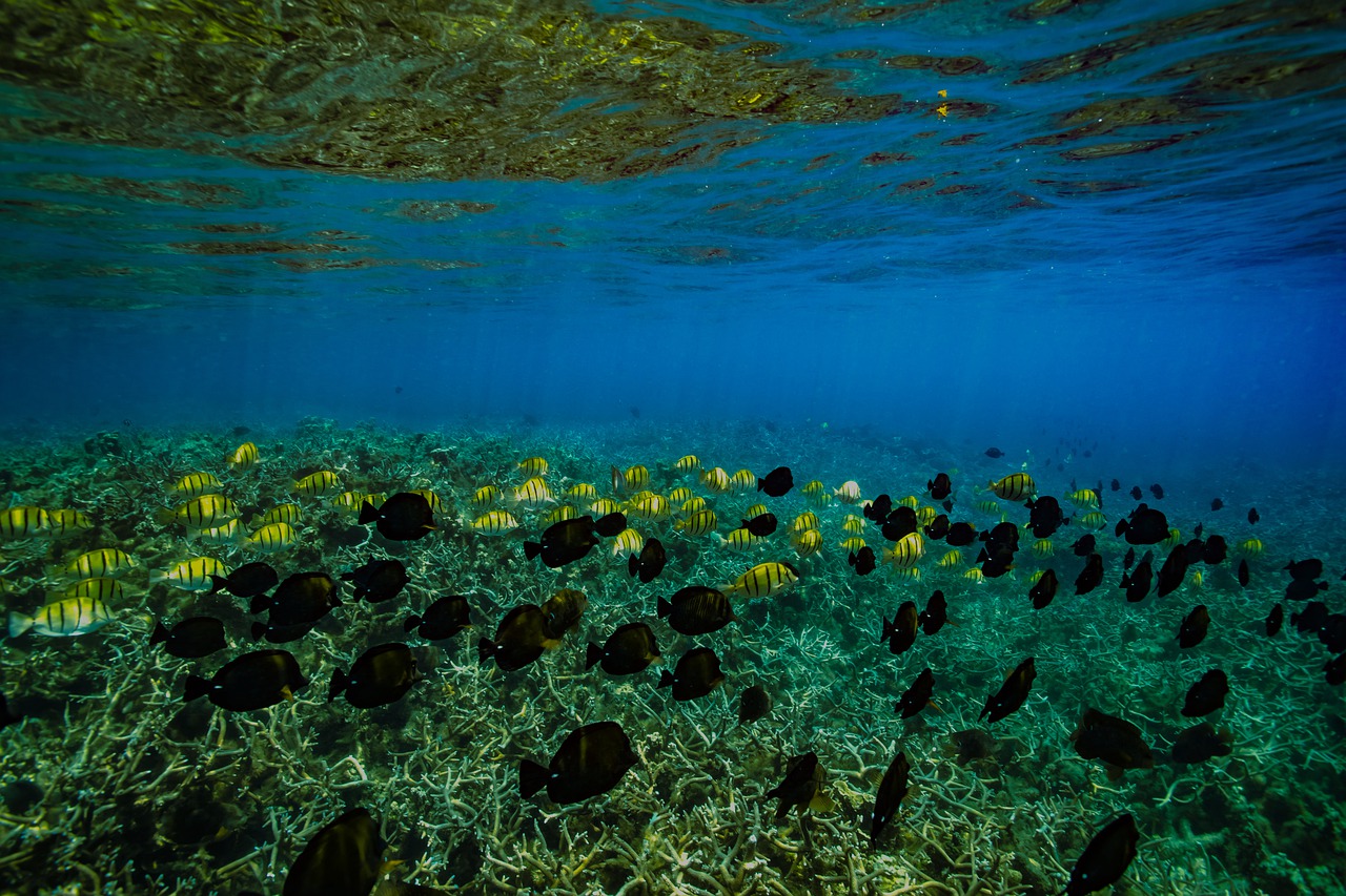 waters nature underwater free photo