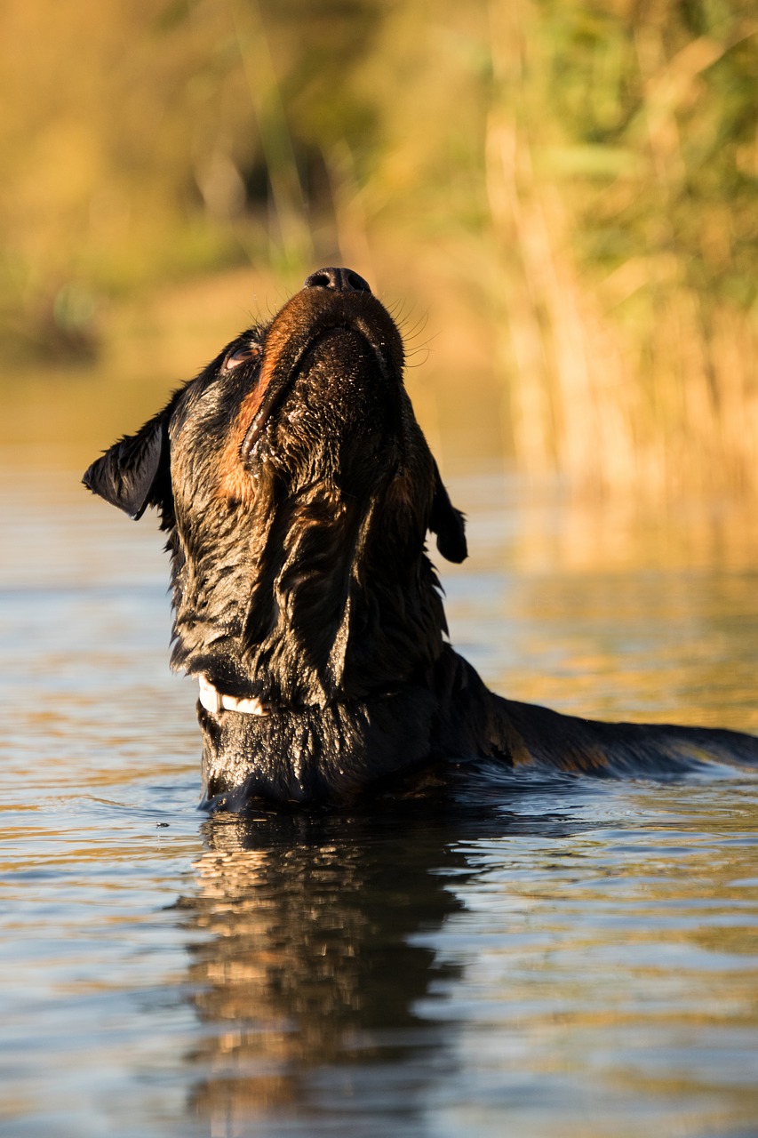 waters nature animal free photo