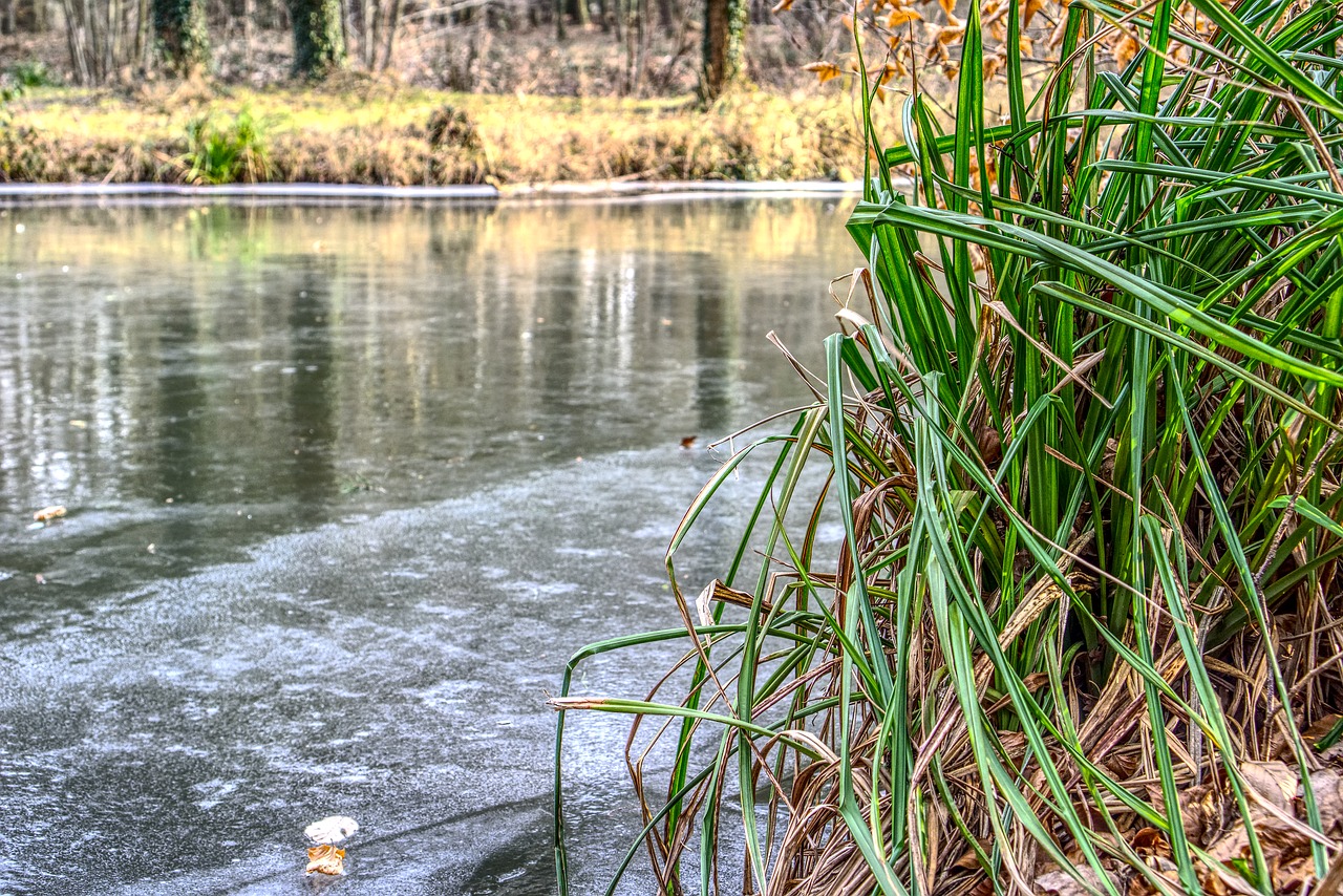 waters nature river free photo