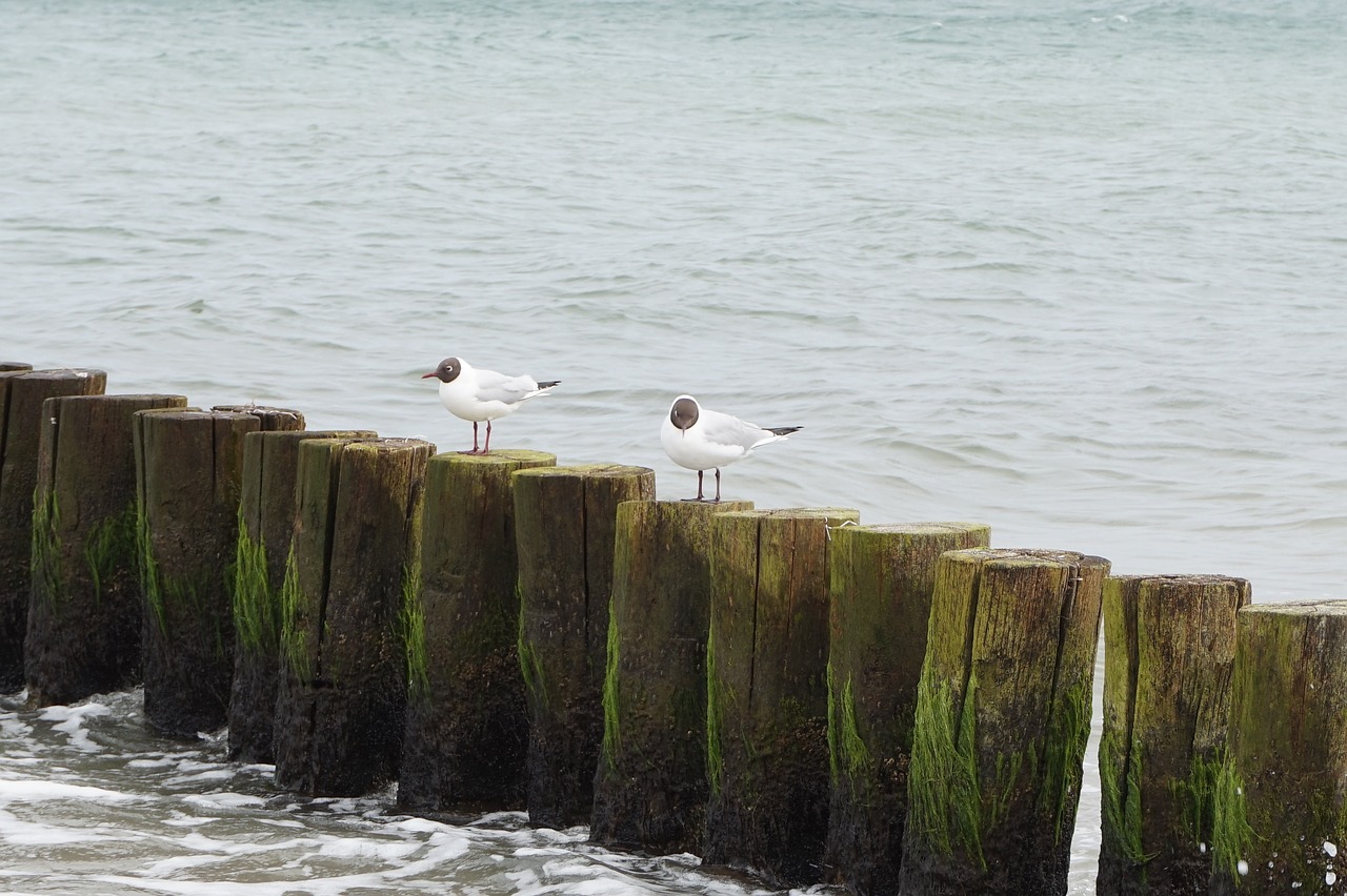 waters sea coast free photo