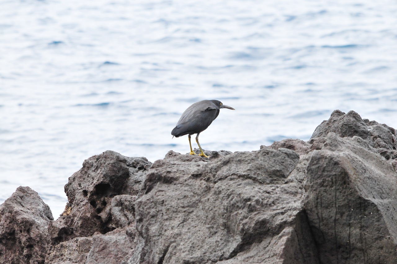 waters sea natural free photo