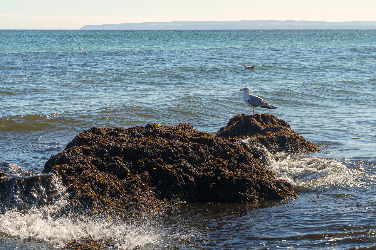 waters sea ocean free photo