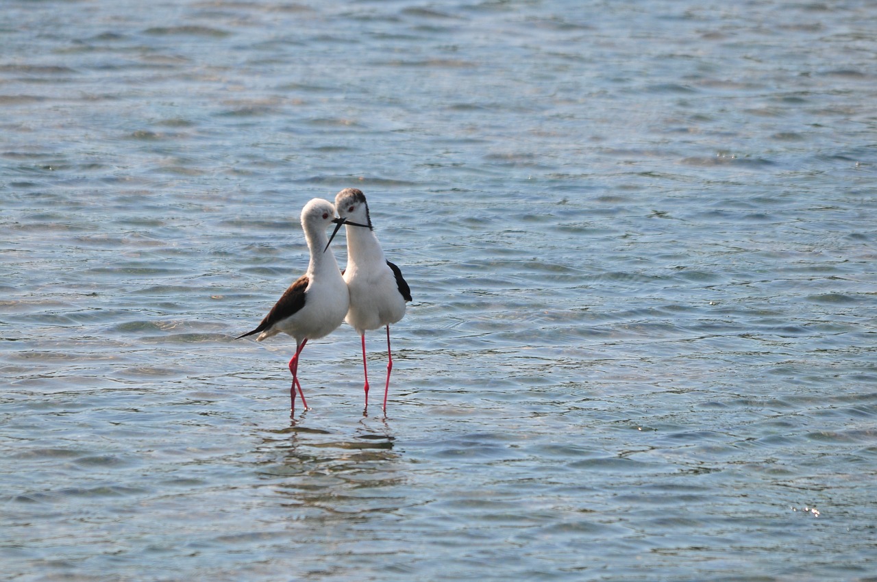 waters bird natural free photo