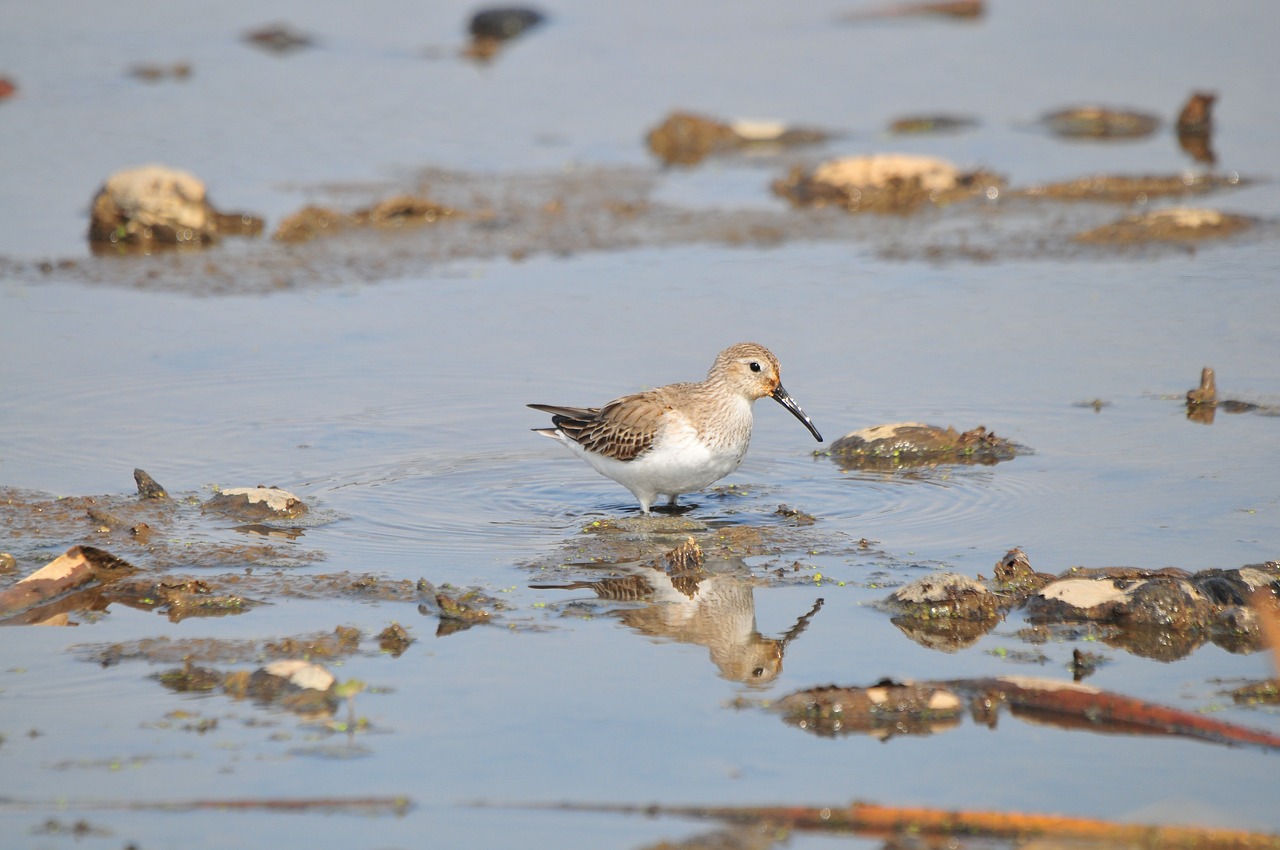 waters bird wild animals free photo