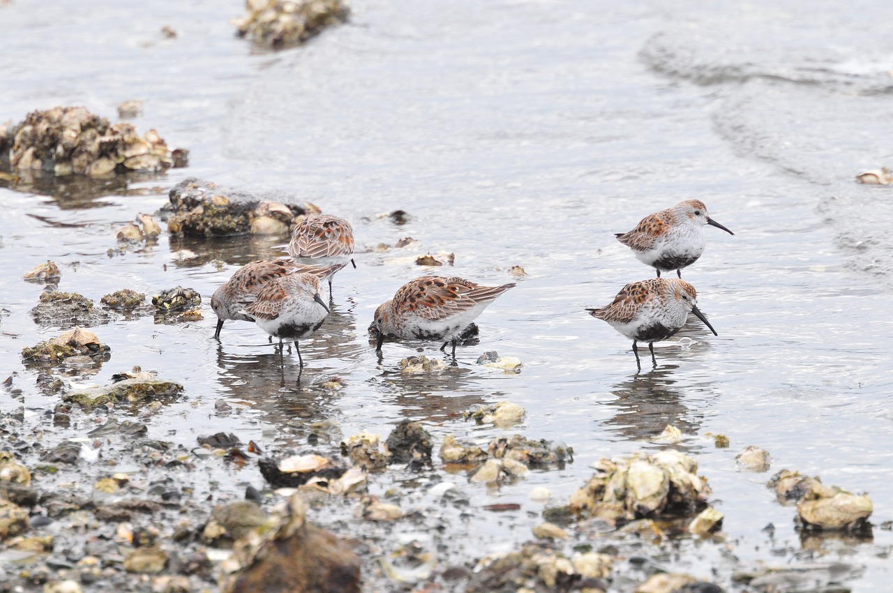 waters bird natural free photo