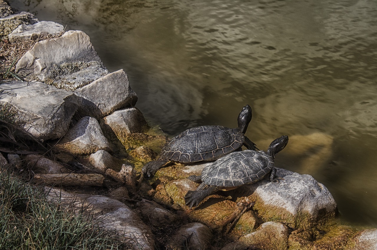 waters nature rock free photo