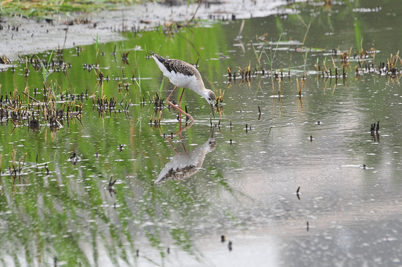 waters reflection bird free photo