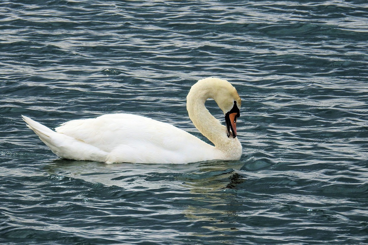 waters swan nature free photo