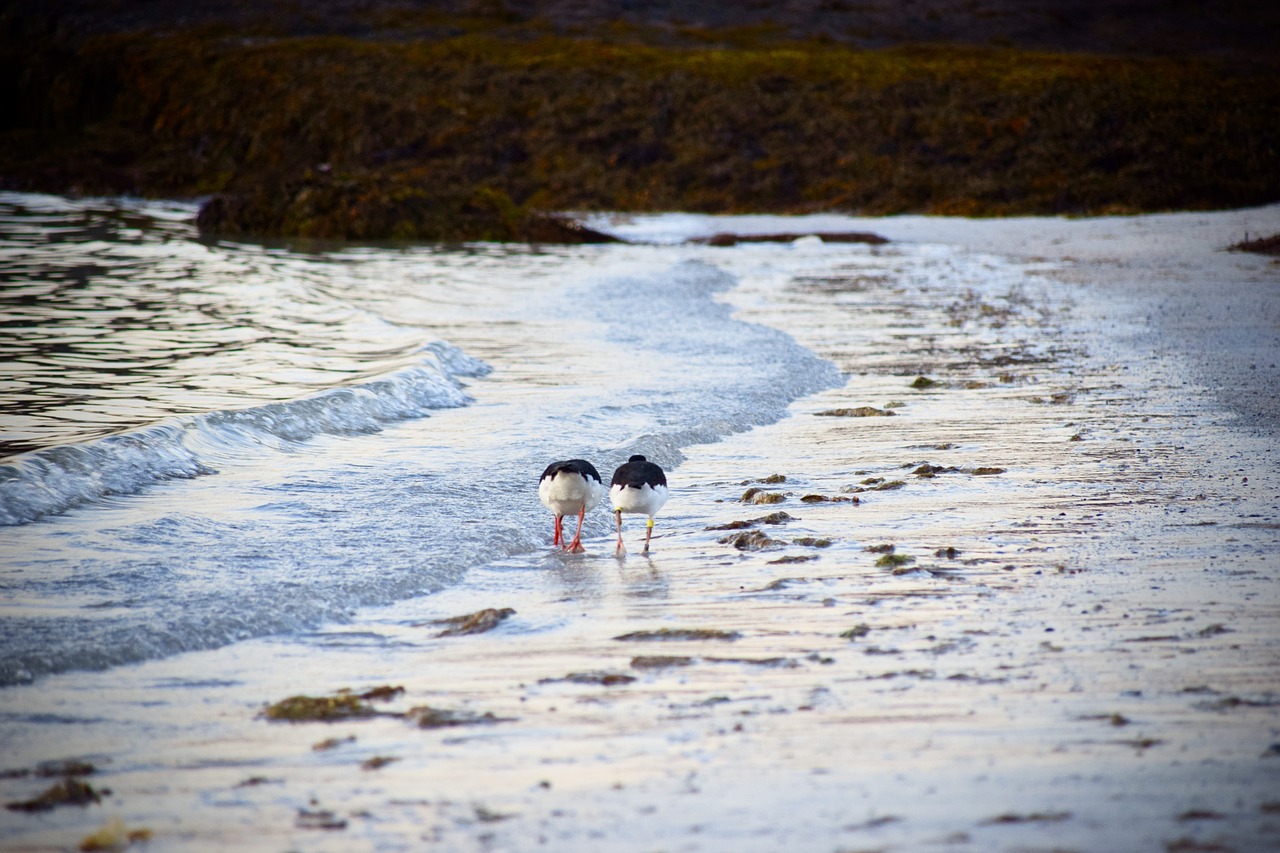 waters nature sea free photo