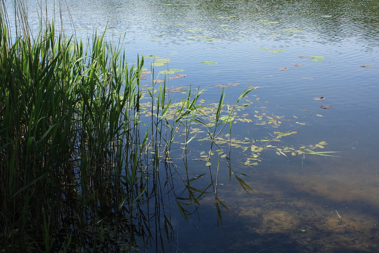 waters shore edge reed free photo