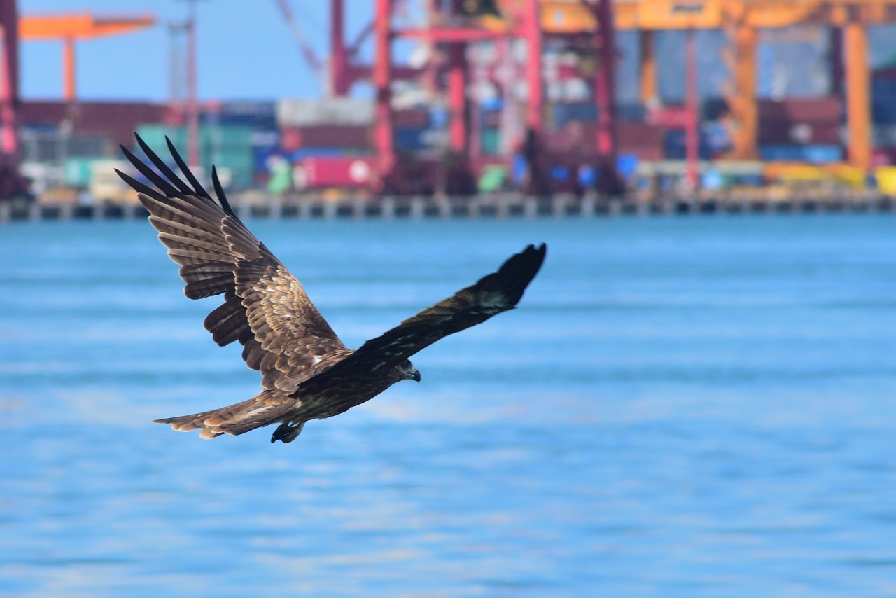 waters bird nature free photo