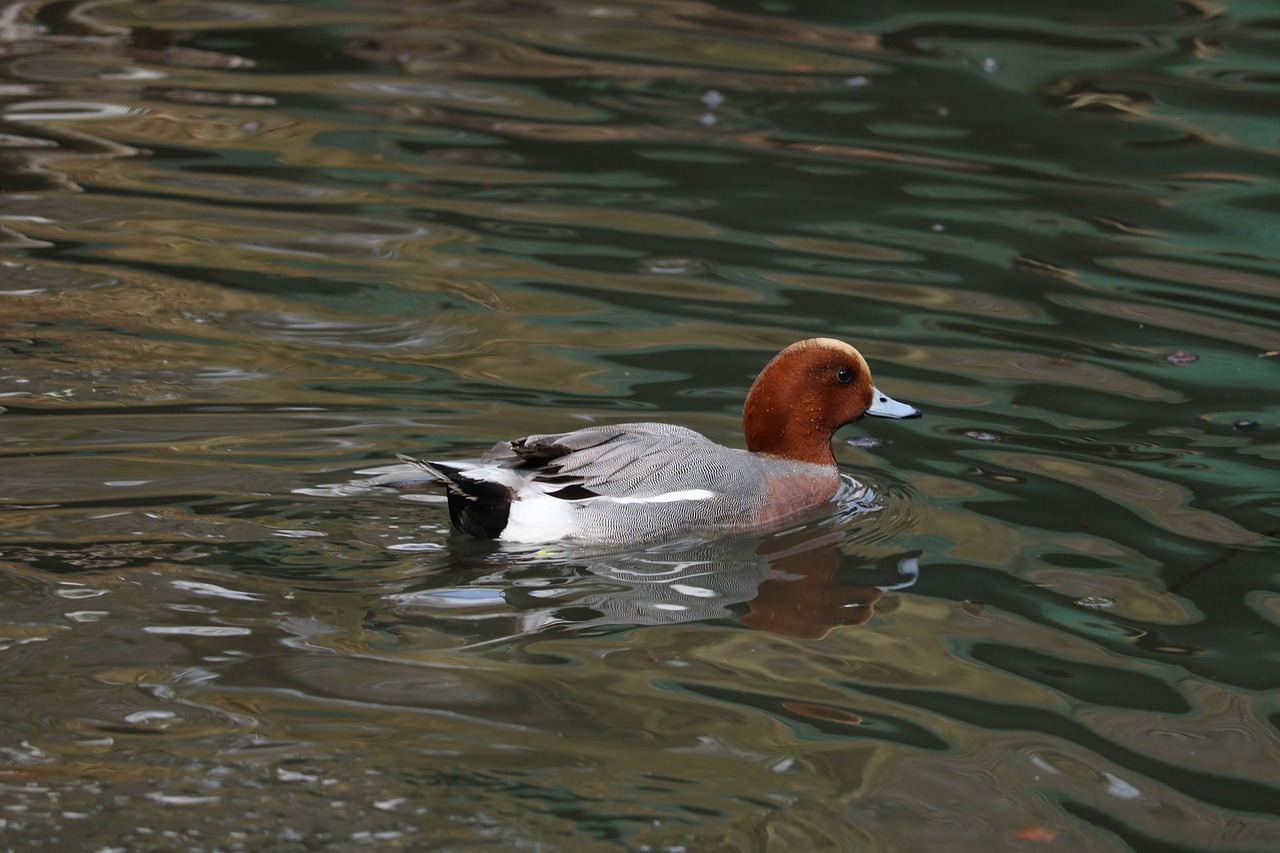 waters bird puddle free photo