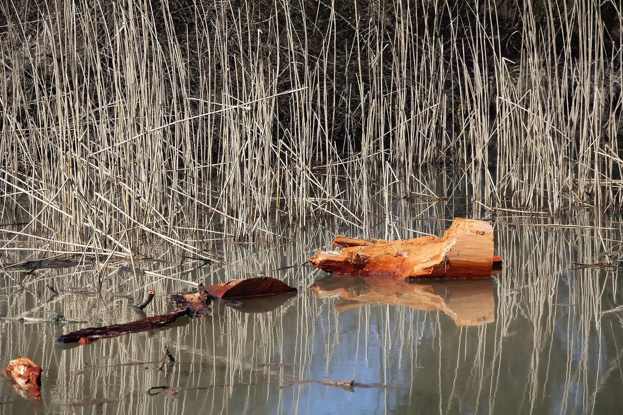 waters wood river free photo