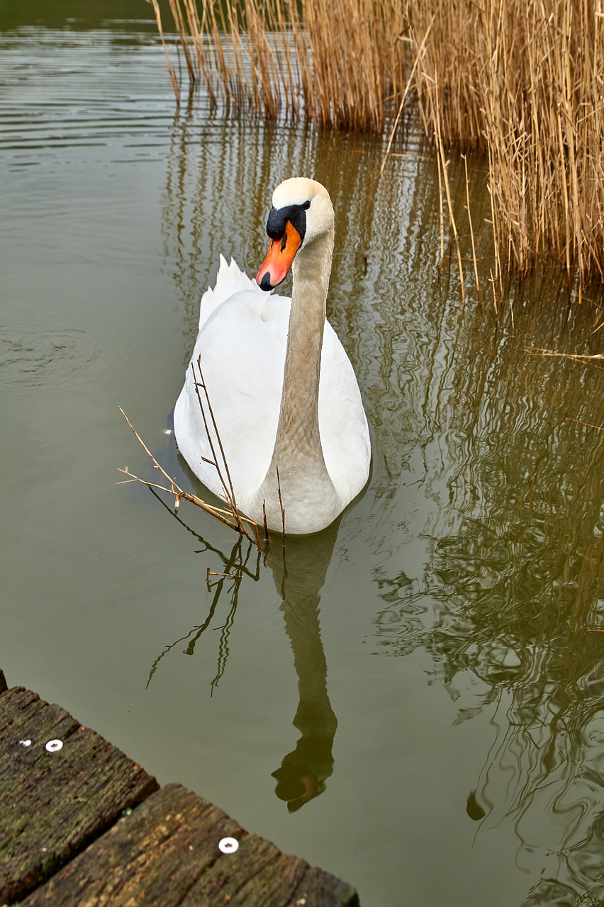 waters lake nature free photo