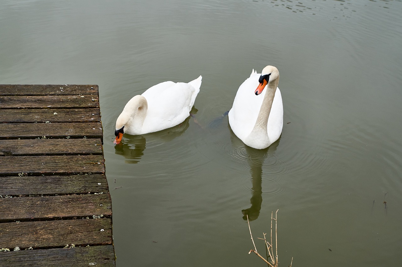 waters nature bird free photo