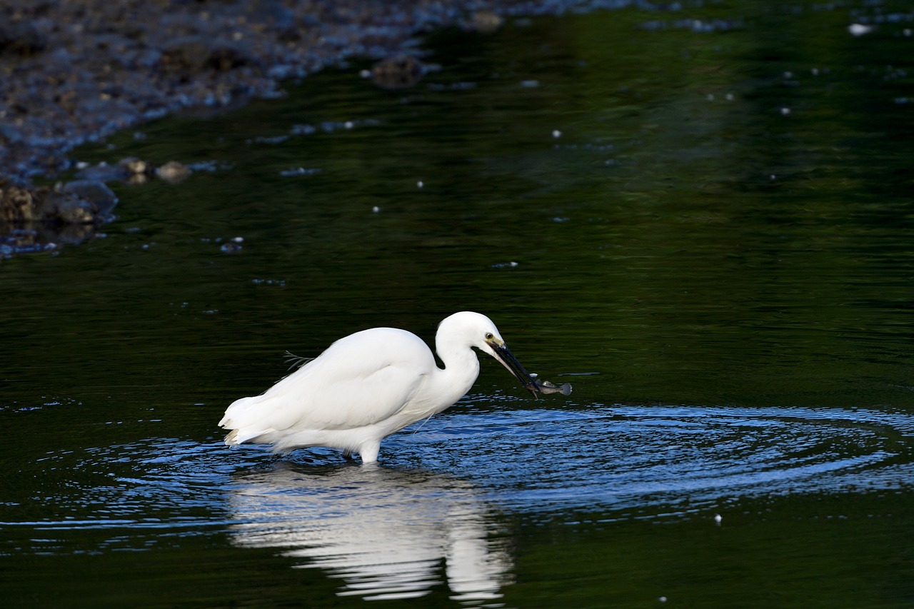 waters bird natural free photo