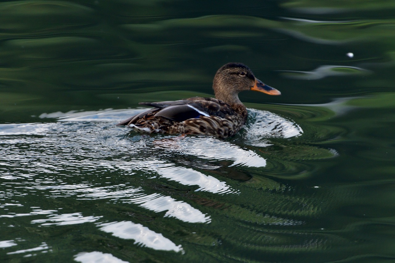 waters bird swimming free photo