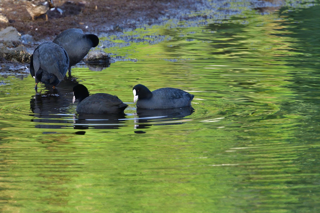 waters natural wild animals free photo