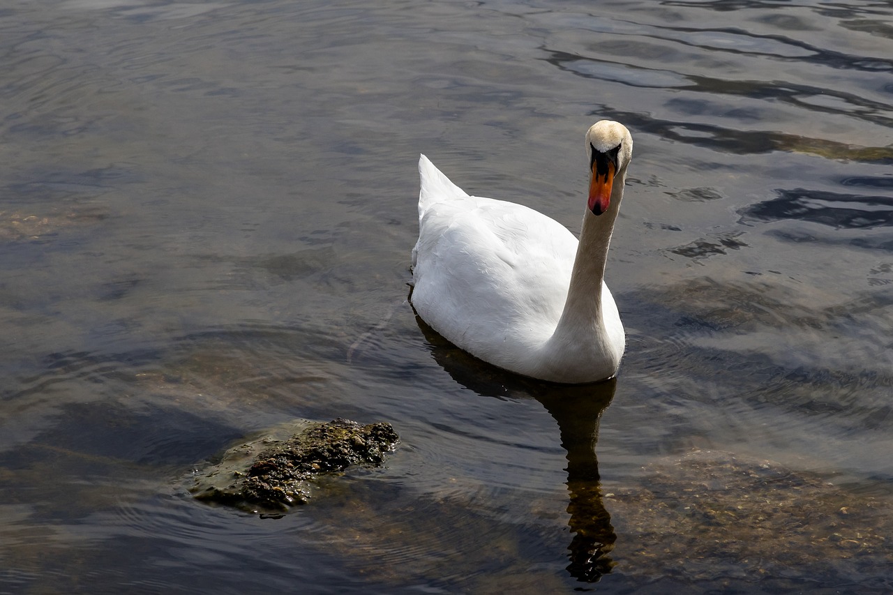 waters bird lake free photo