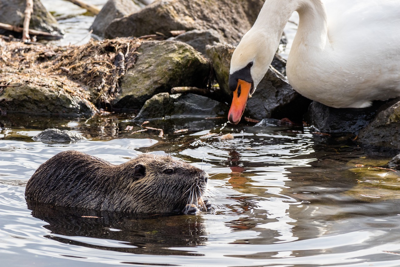 waters animal world nature free photo