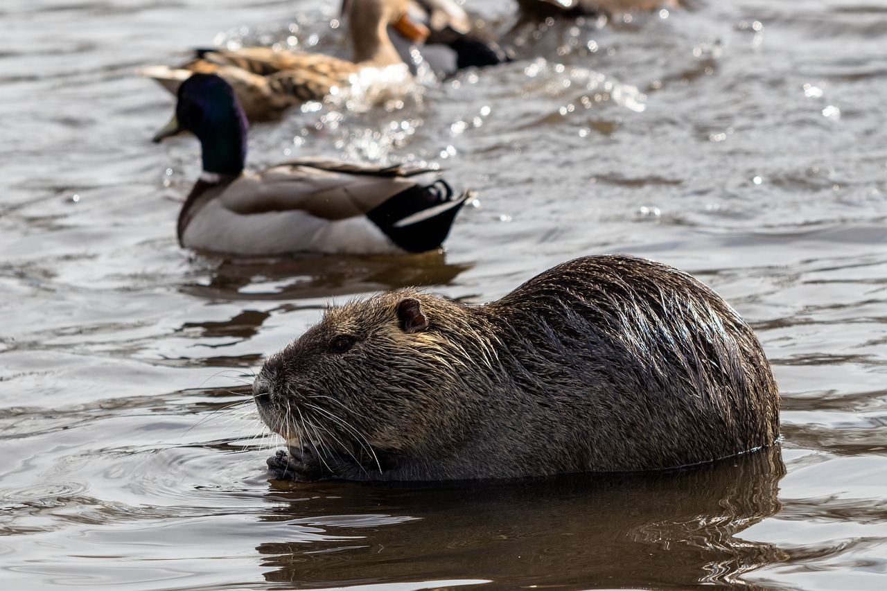 waters nature animal world free photo