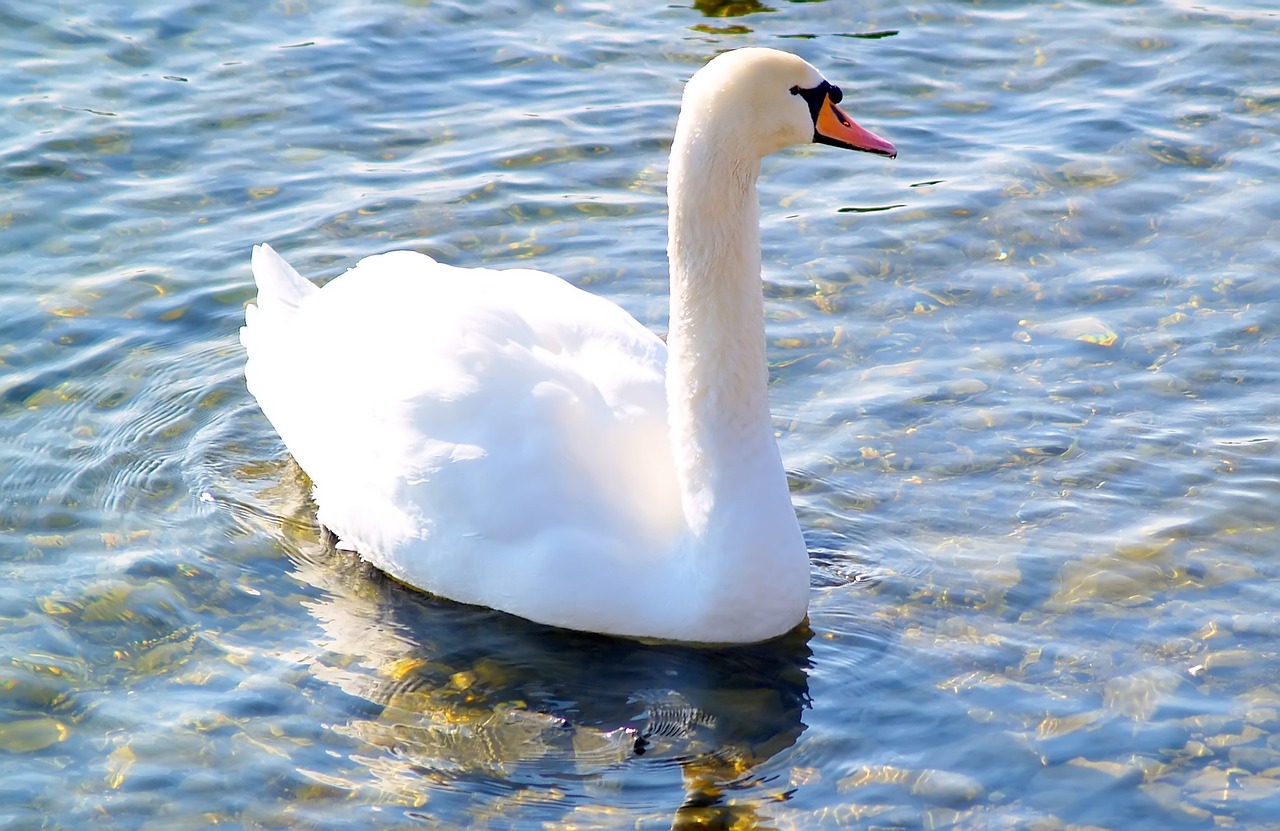 waters bird swan free photo