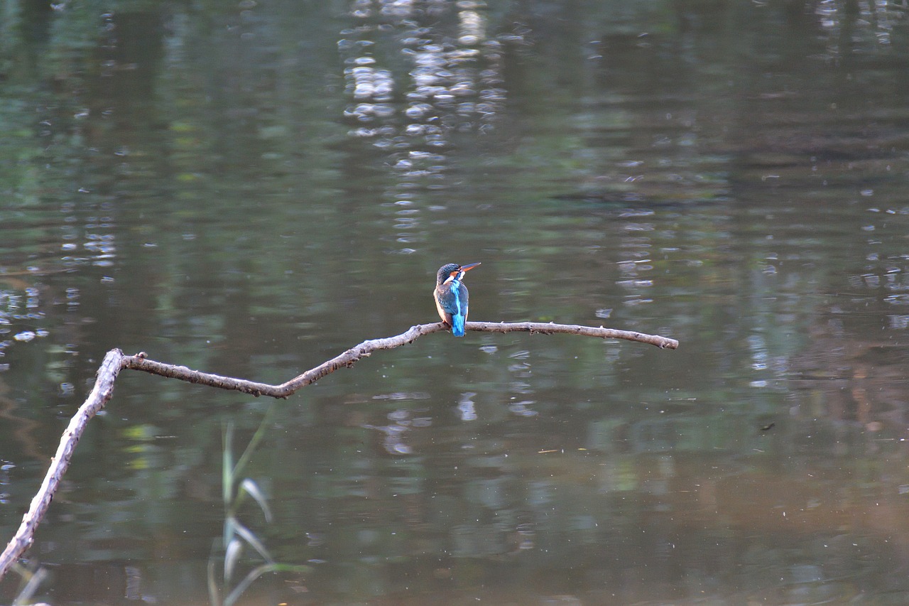 waters pond reflection free photo