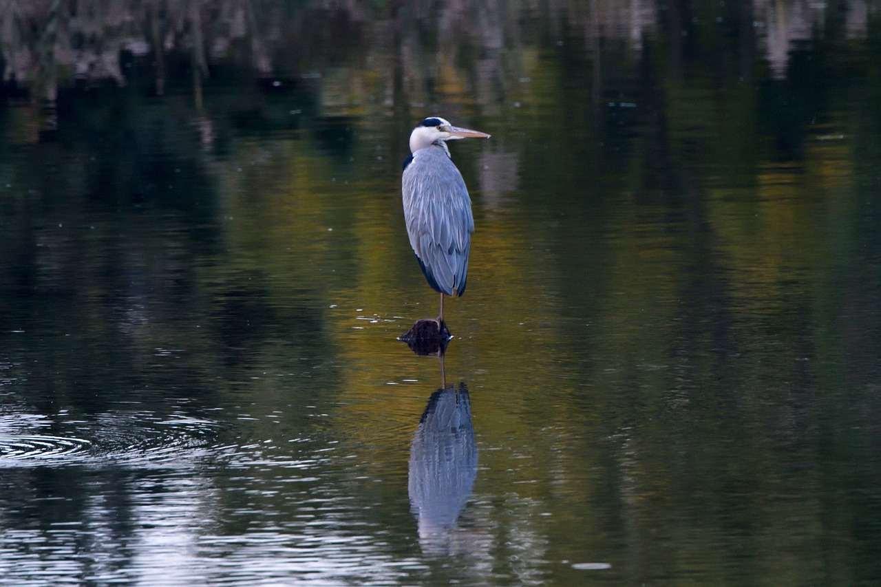 waters bird pond free photo