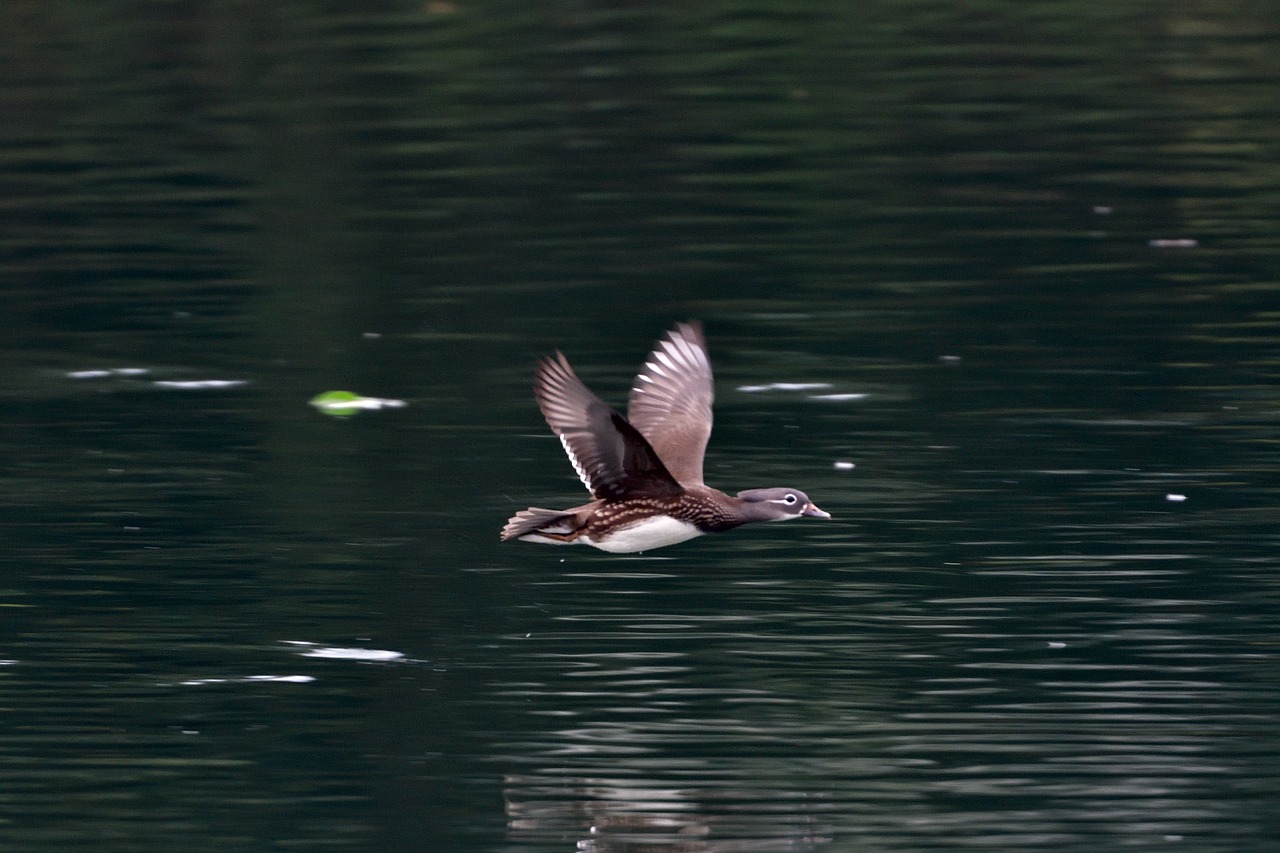 waters pond reflection free photo