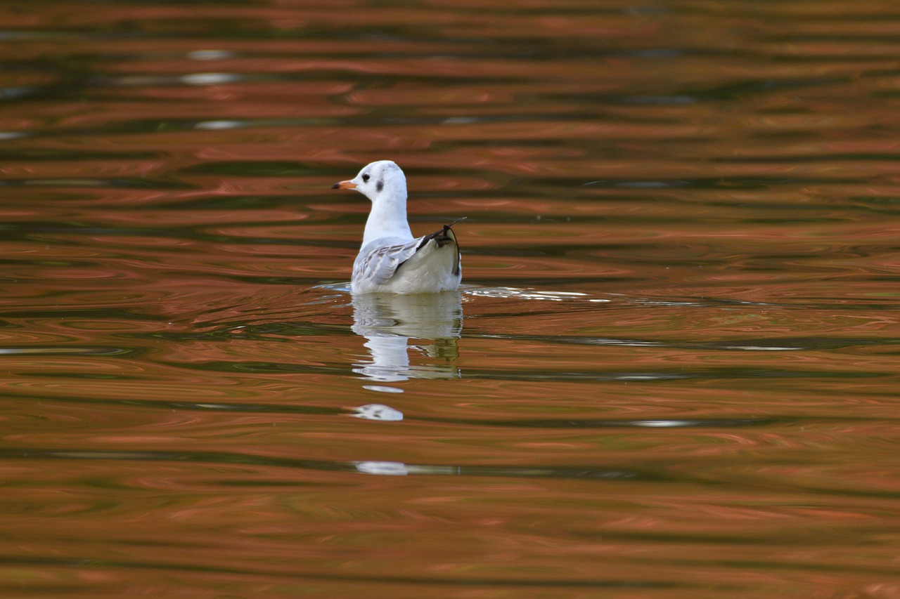 waters bird pond free photo