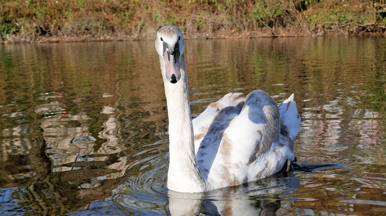 waters nature lake free photo