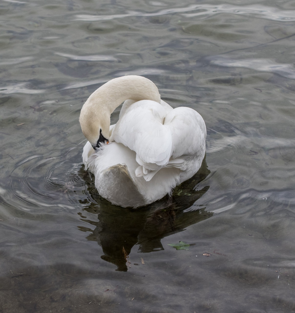 waters bird swan free photo