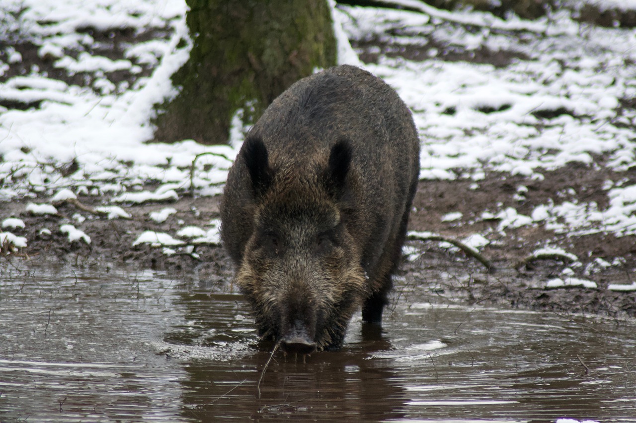 waters animal world nature free photo