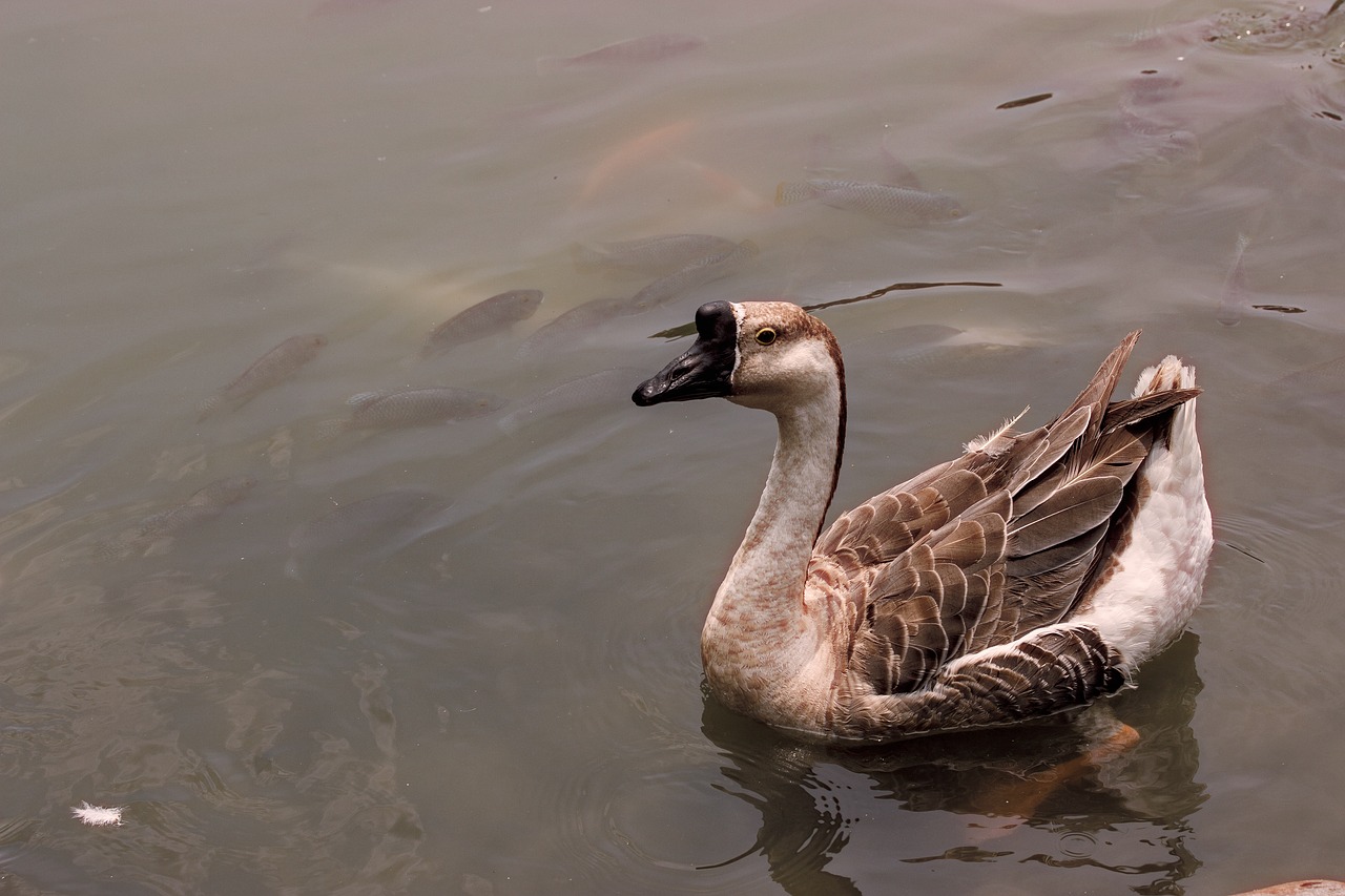 waters bird nature free photo