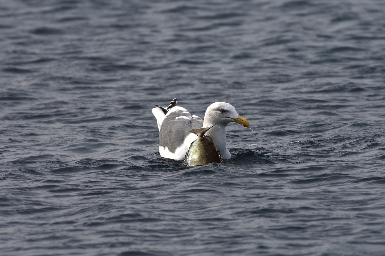 waters bird natural free photo