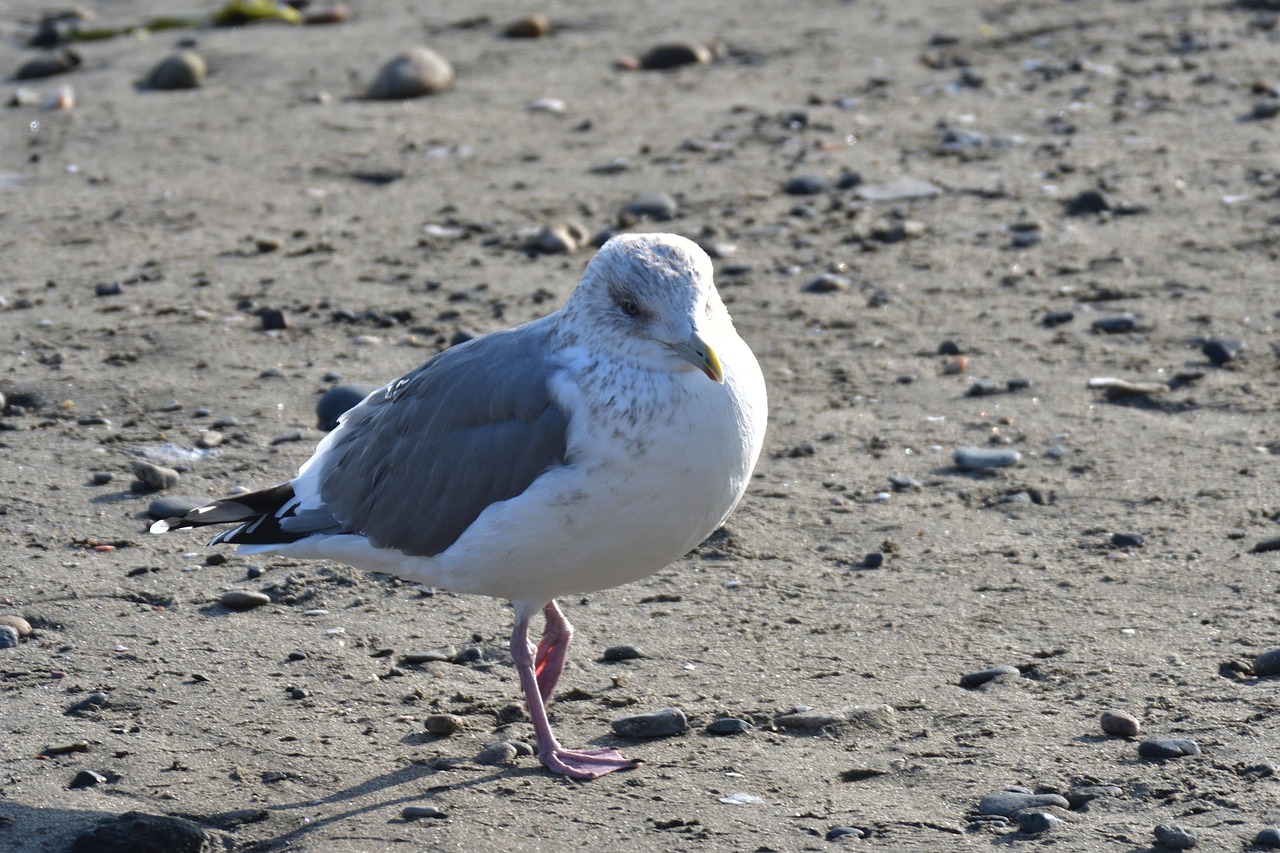 waters bird natural free photo