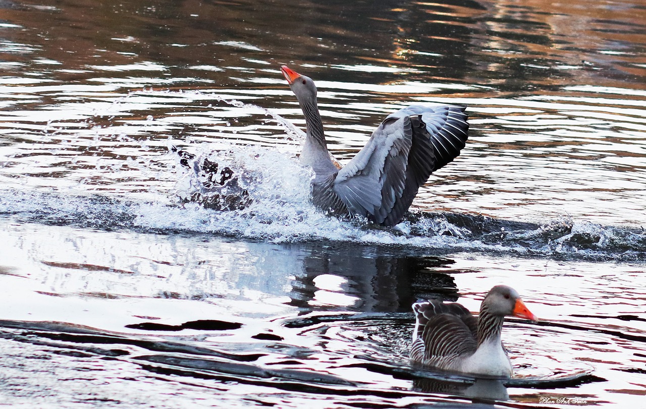 waters bird nature free photo