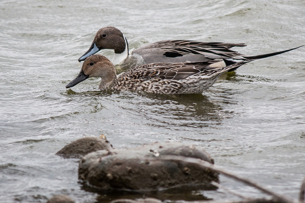 waters bird nature free photo