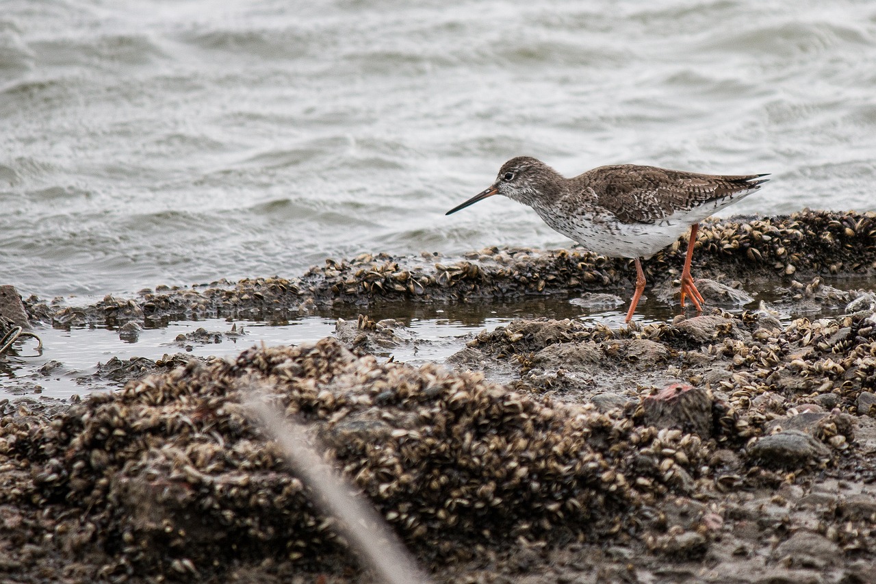 waters nature bird free photo