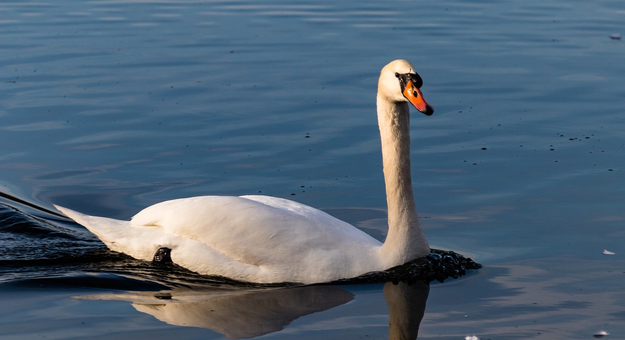 waters bird swan free photo